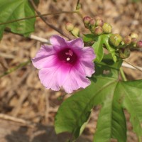 Ipomoea mauritiana Jacq.